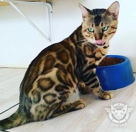 foto raça bengal
