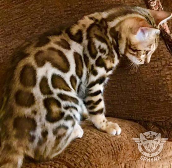bengal