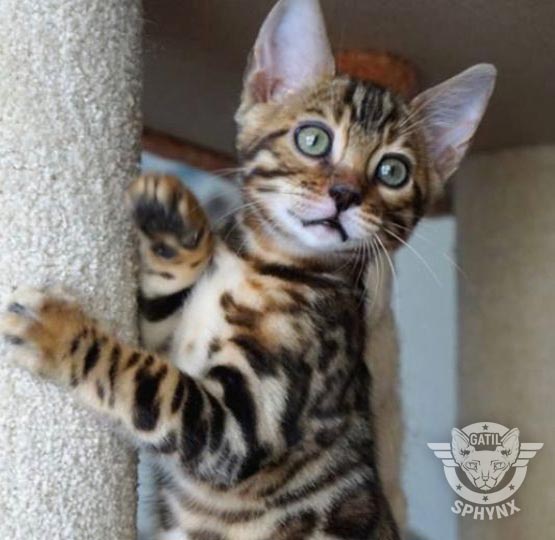 bengal