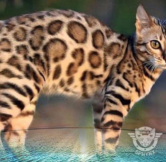 bengal