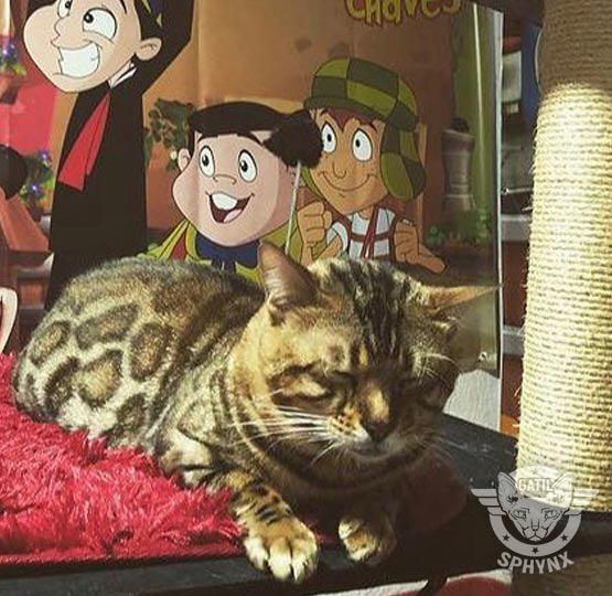 bengal