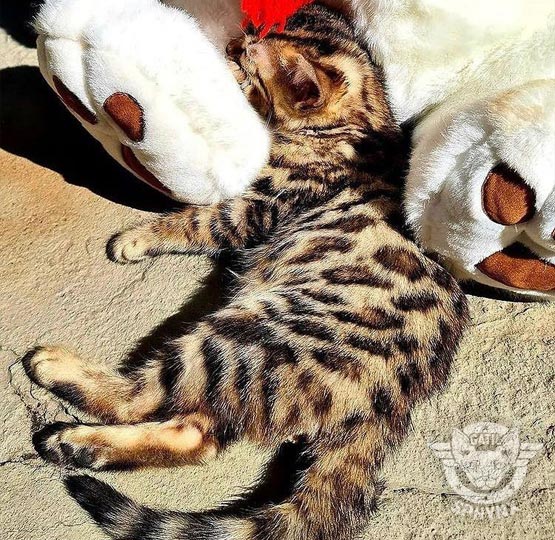 bengal