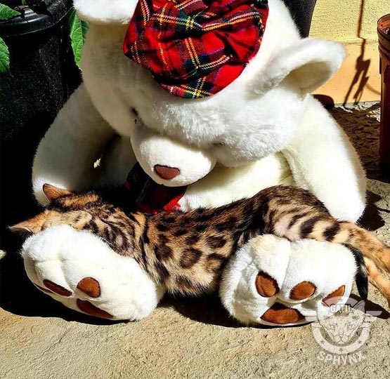 bengal