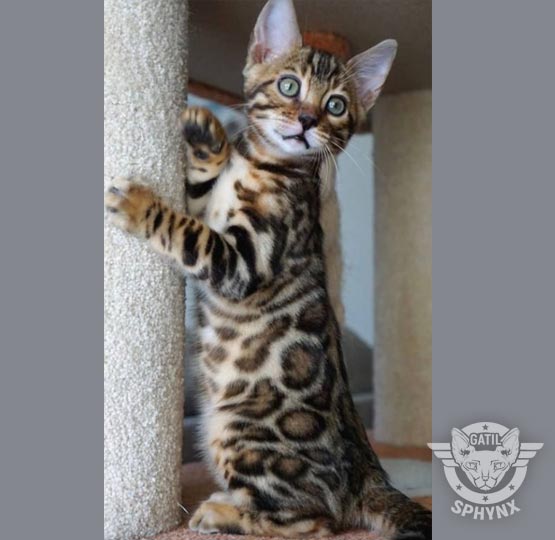bengal