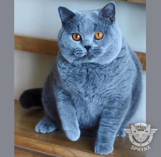foto raça British Shorthair