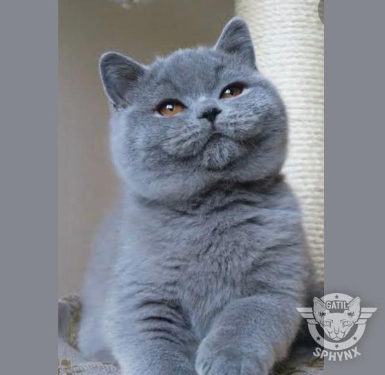 British Shorthair