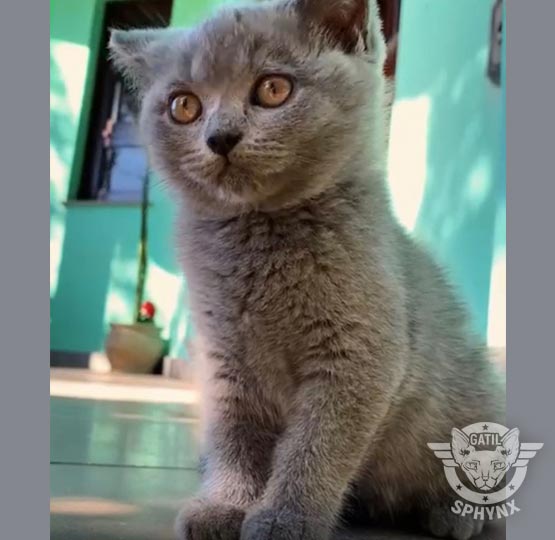 British Shorthair