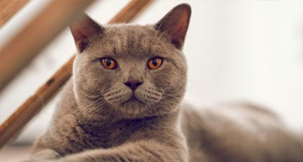 foto gato raça british shorthair