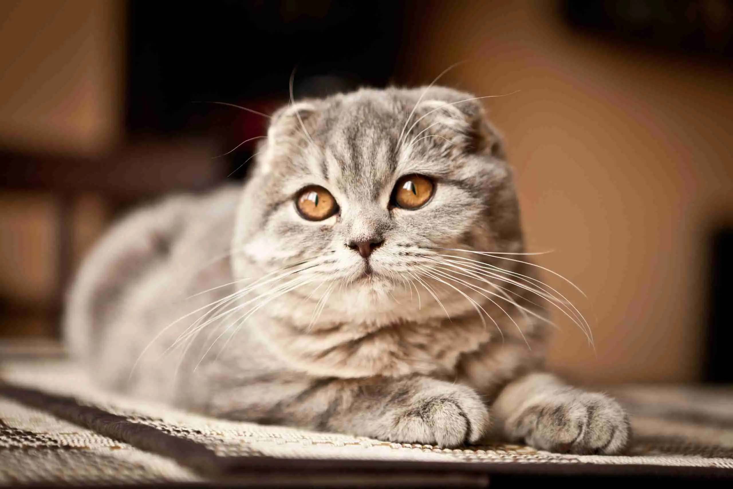 Raça Scottish Fold