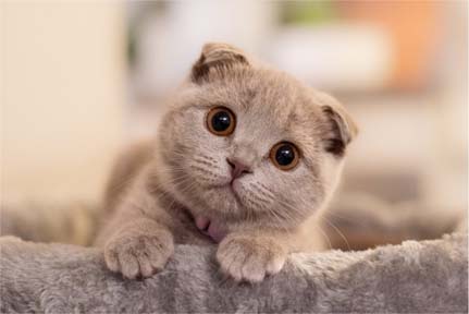 foto gato raça scottish fold