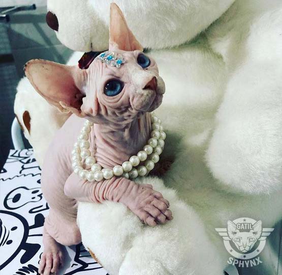foto raça elfo