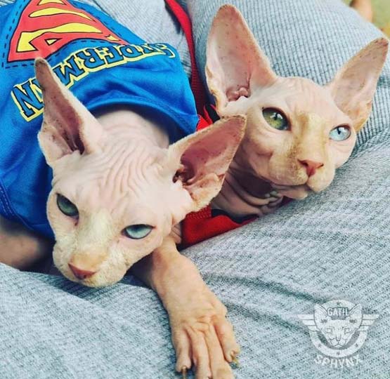foto raça elfo